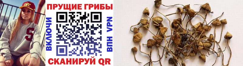shop клад  Тында  Галлюциногенные грибы Magic Shrooms  ссылка на мегу маркетплейс 